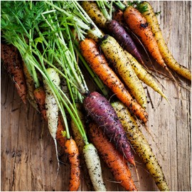 Seed Needs, Kaleidoscope / Rainbow Blend Carrot Seeds for Planting - Twin Pack of 800 Seeds Each - Heirloom, Non-GMO & Untreated