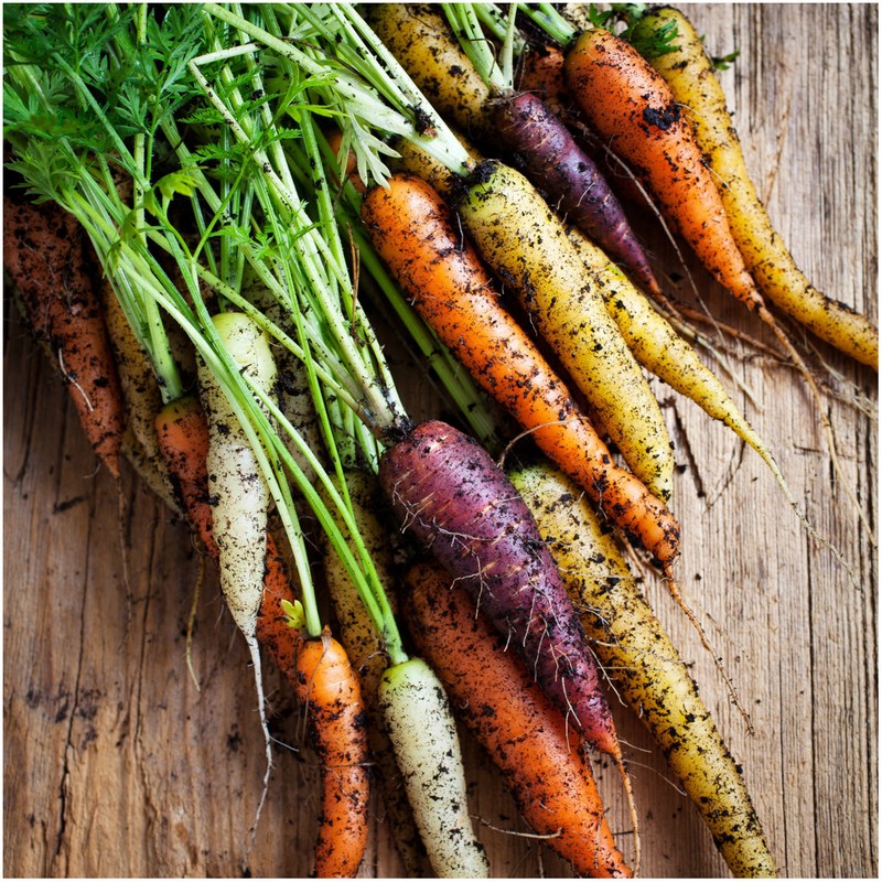 Seed Needs, Kaleidoscope / Rainbow Blend Carrot Seeds for Planting