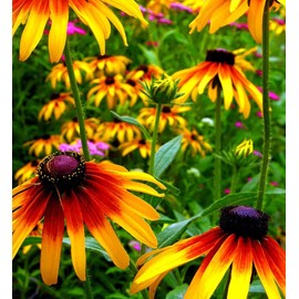 5g Mixed Black Eyed Susan(Thunbergia Alata) Seeds Flowers Garden Decor