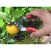 ARS HP-310 Curved Blade Fruit Pruner