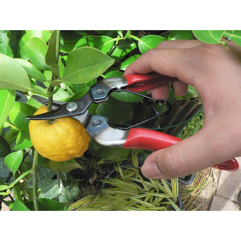 ARS HP-310 Curved Blade Fruit Pruner