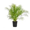 Phoenix Roebelenii Palm | Extra Large Trade 3 Gallon Plant