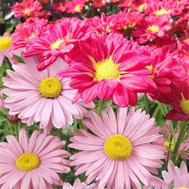 1000+ Pyrethrum Seeds for Planting -Pyrethrum Flower Seeds -Tanacetum Chrysanthemum Plant Garden Flower Seed