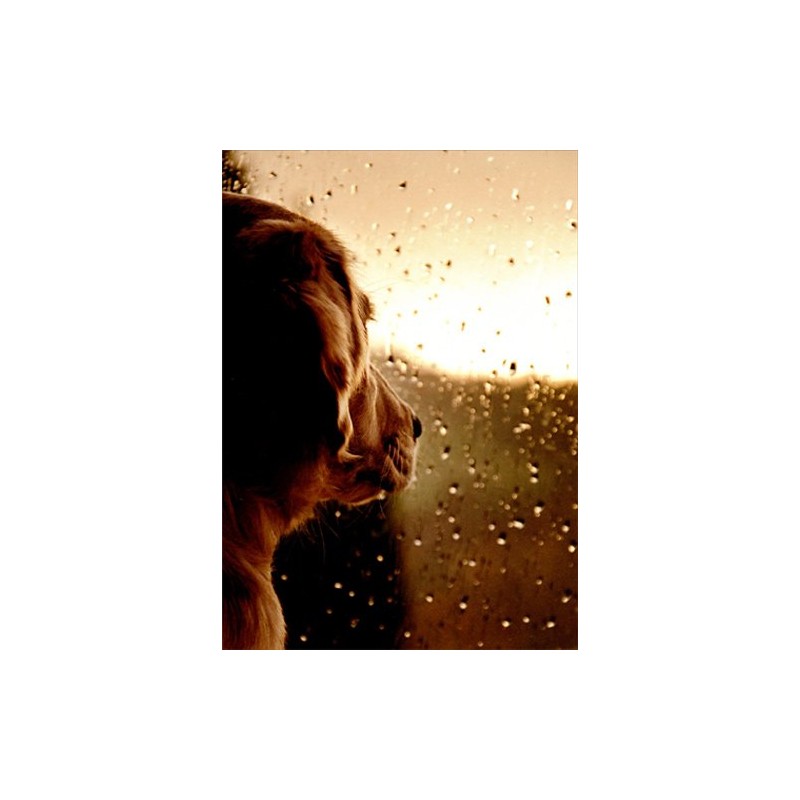 Dog At Rainy Window - Avanti Pet Sympathy Card
