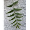 Unbranded Fresh Organic Neem Leaves (110-120) - Homegrown in Florida