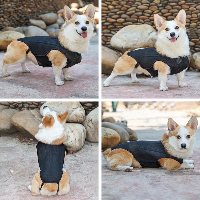 IVDD Back Brace for Dogs, Flexible Pet Dachshund Back Supporting
