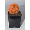 Live Orange Desert Gem Cactus - Live Plants, House Plant,