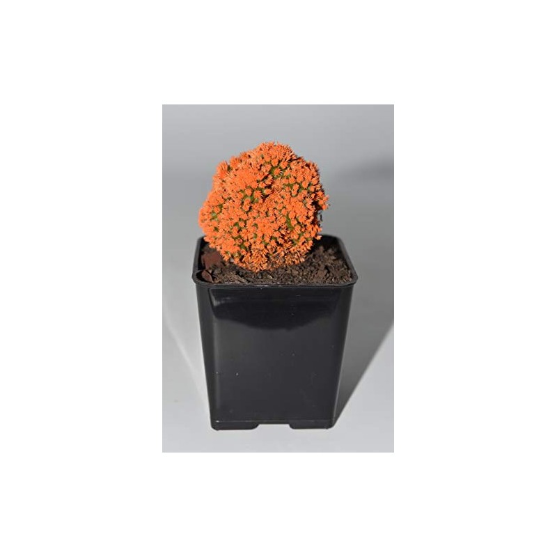 Live Orange Desert Gem Cactus - Live Plants, House Plant,