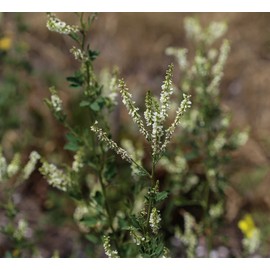 Mynatura Organic Stone Clover Tea I Stone Clover I Herbal Tea I Natural Product I Honey Clover I Home Herbs I in Bag (250 g)