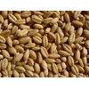 Soft White Wheat 18 Lbs, Joseph's Grainery Wheat Berries, All