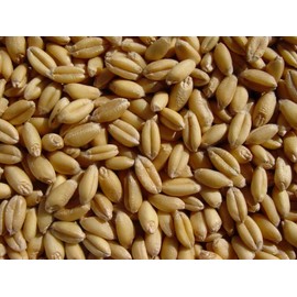 Soft White Wheat 18 Lbs, Joseph's Grainery Wheat Berries, All Natural, NON-GMO, Kosher Certified