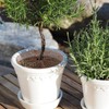 TAICHEUT 8 Pcs Plant Pot Grid, 11.8 inch Brown Plant
