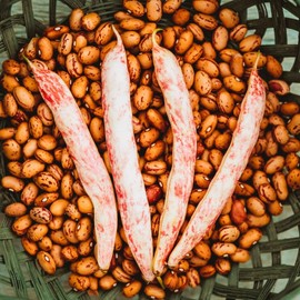 Taylor Dwarf Horticultural Dry Bean (Pink Cranberry) - 4oz Bulk (~225 Seeds) - Non-GMO Cranberry Bean Seeds for Planting in The Home Garden, Thresh Seed Company