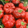 Cheese Red Sweet Pepper Seeds - 1 Oz ~5000 Seeds