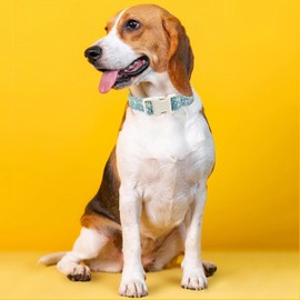 Summer Dog Collar for Small Dogs, Adjustable Cute Starfish Shell Collar with Quick Release Buckle for Girl Female Boy Medium Large Dogs, Blue Starfish-XS