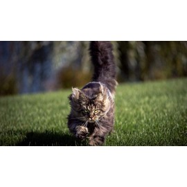 Cats Joint Health - CAT Hip and Joint Support - Best Strong Formula - cat Joint Health Supplement - 240 Treats (2 Bottles)