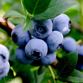 Arlen Blueberry Bush, Northern Highbush, Sweet, Juicy Berries, 18-24 in. Plant Height, 5 Gallon Nursery Pot (Due to Agricultural Laws, we Cannot Ship to CA, AZ, AK, or HI)
