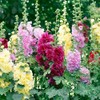 Non GMO Bulk Hollyhock Seeds - Indian Spring Mix Alcea