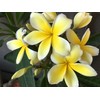 Hawaiian Frangipani Plumeria Plant Cuttings 4Pk H5