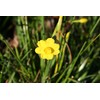 Narcissus x jonquilla 'Jonquil' / 10 Healthy Fresh Daffodil Bulbs