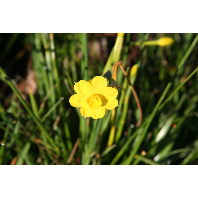 Narcissus x jonquilla 'Jonquil' / 10 Healthy Fresh Daffodil Bulbs