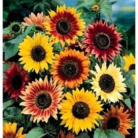 Non GMO Bulk Autumn Beauty Sunflower Seeds- Helianthus annuus (1/4 Lb)