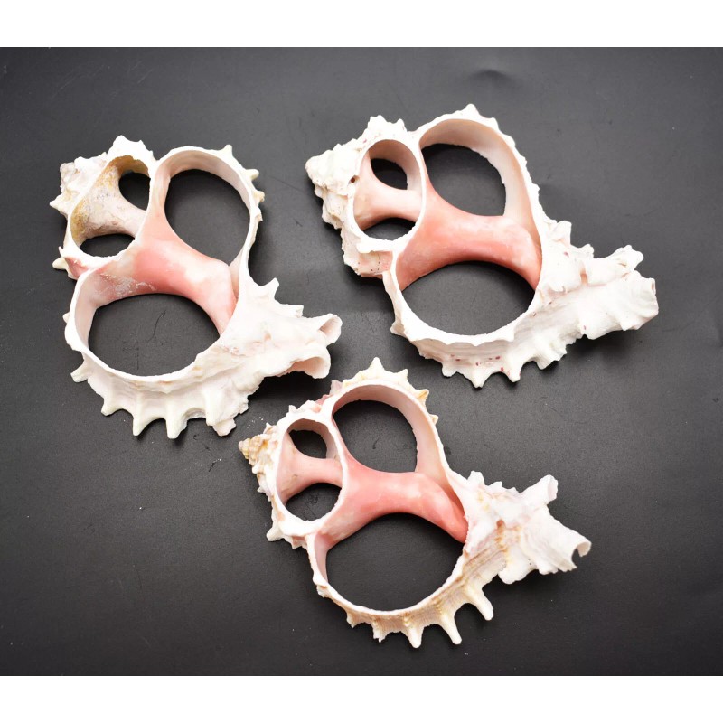 One (1) Center Cut Pink Murex (3-4") Shells Seashells Beach