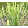 Little Seed Store 501+PRAIRIE JUNE GRASS Seeds Native Ornamental Drought