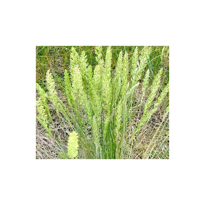 Little Seed Store 501+PRAIRIE JUNE GRASS Seeds Native Ornamental Drought