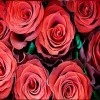La Perfumm Esencia Pura Rosas Ó Sandalo Ó Pachuli Ó