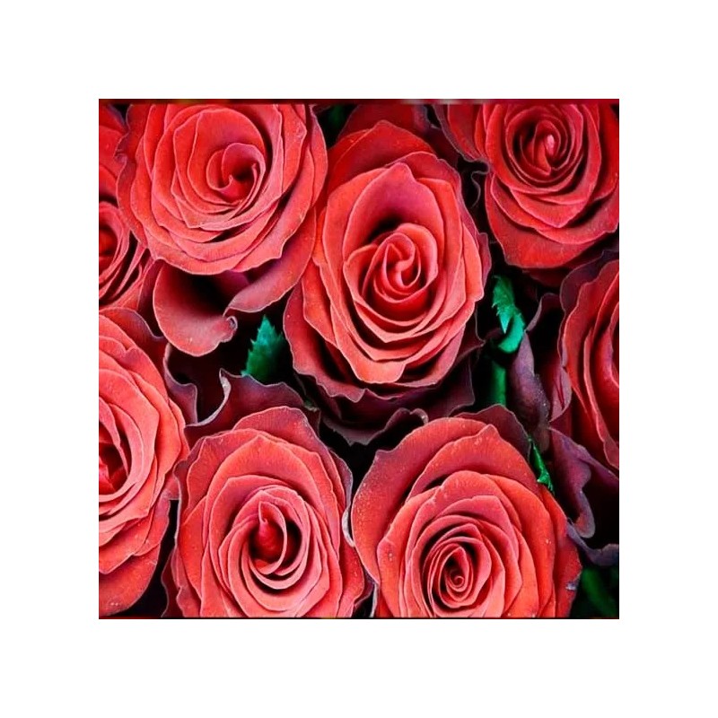 La Perfumm Esencia Pura Rosas Ó Sandalo Ó Pachuli Ó
