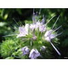 Earthcare Seeds Sage Herb 125 Seeds (Salvia officinalis) Heirloom -