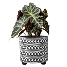 8 Inch Modern Design Ceramic Plants Pot with Drainage Hole, Black/White, C-953-B-5