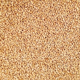 Grain Place Foods Non-GMO Organic Hard White Winter Wheat 2lb Bag