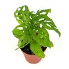 Swiss Cheese Plant Philodendron Adansonii Air Purifying Houseplant, 4" Pot