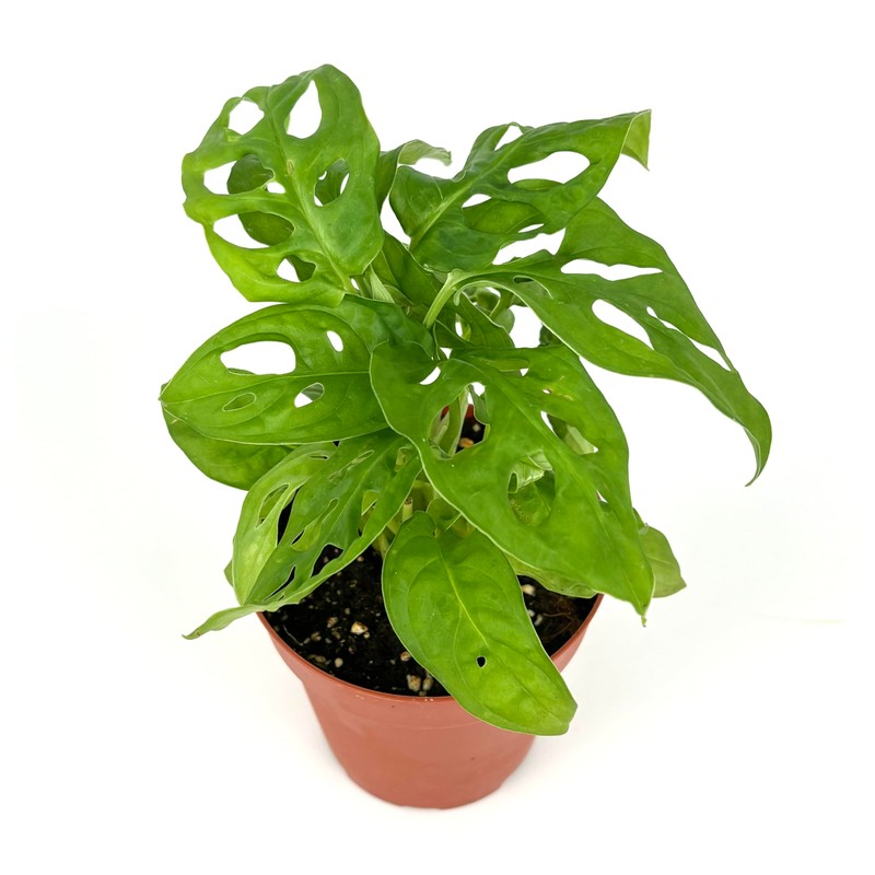 Swiss Cheese Plant Philodendron Adansonii Air Purifying Houseplant, 4" Pot