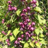 Eden Brothers Purple Bell Vine Seeds