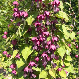 Eden Brothers Purple Bell Vine Seeds