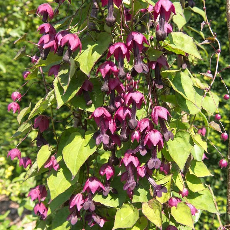 Eden Brothers Purple Bell Vine Seeds