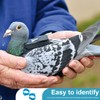 EIHI Pack of 100 8 mm Multicoloured Aluminium Pigeon Leg