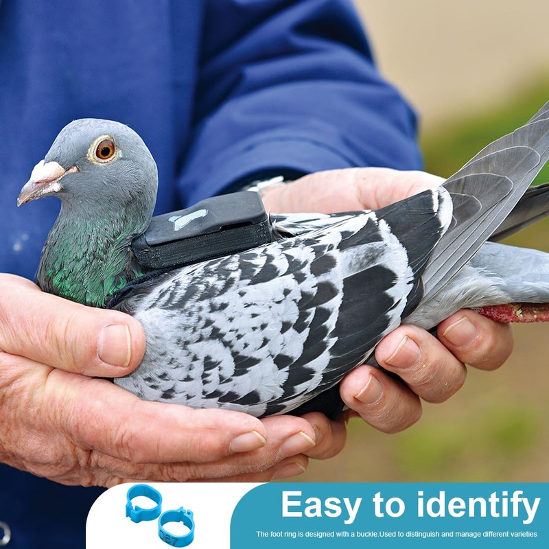 EIHI Pack of 100 8 mm Multicoloured Aluminium Pigeon Leg