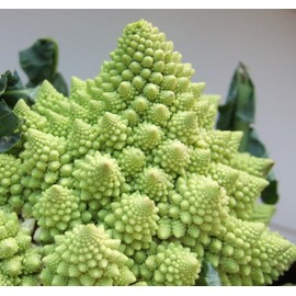 Viridis Hortus - Cauliflower, Romanesco - 300 (1g) Vegetable Seeds