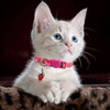 2 Pack Cat Collars Adjustable Kitten Collars with Bells Breakaway