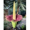 Corpse Flower - World's Largest Flower - 8+ Feet Tall