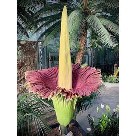 Corpse Flower - World's Largest Flower - 8+ Feet Tall - 10 Seeds - Growing Instructions are Included