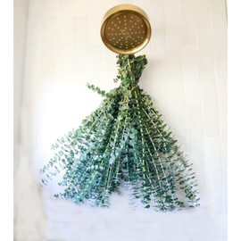 30 PCS Dried Eucalyptus Stems for Shower 17" Fresh Eucalyptus Branches for Vase, Real Eucalyptus Leaves Branches, Preserved Eucalyptus Plant for Vase Filler, Bathroom Aromatherapy, Floral Arrangement