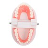 Ciieeo Dentals Teaching Model for Realistic Flossing Teeth Model Oral