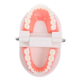 Ciieeo Dentals Teaching Model for Realistic Flossing Teeth Model Oral Anatomy Demonstration for Early Education Engaging Study Tool for Young Learners