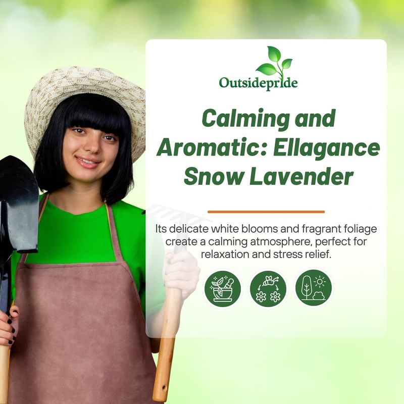 Outsidepride Ellagance Snow Lavender Seeds - 50 Pcs Perennial, Drought-Tolerant
