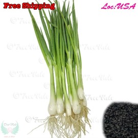 Treevale Green Onion, Evergreen Onion, Bunching Onion, Scallion Seeds | White Lisbon Seed - 32k Seeds ~4 oz W/Tracking